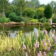 iris sibirica, betula jacquemontii, wildlife pond